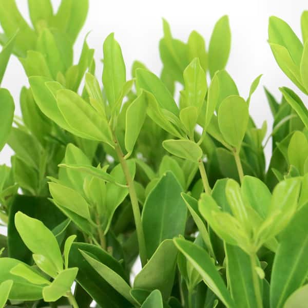 national PLANT NETWORK 3 Gal. Illicium Parviflorum Forest Green