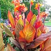 CANNA LILY PHASION aka Canna Durban Variegated Leaves