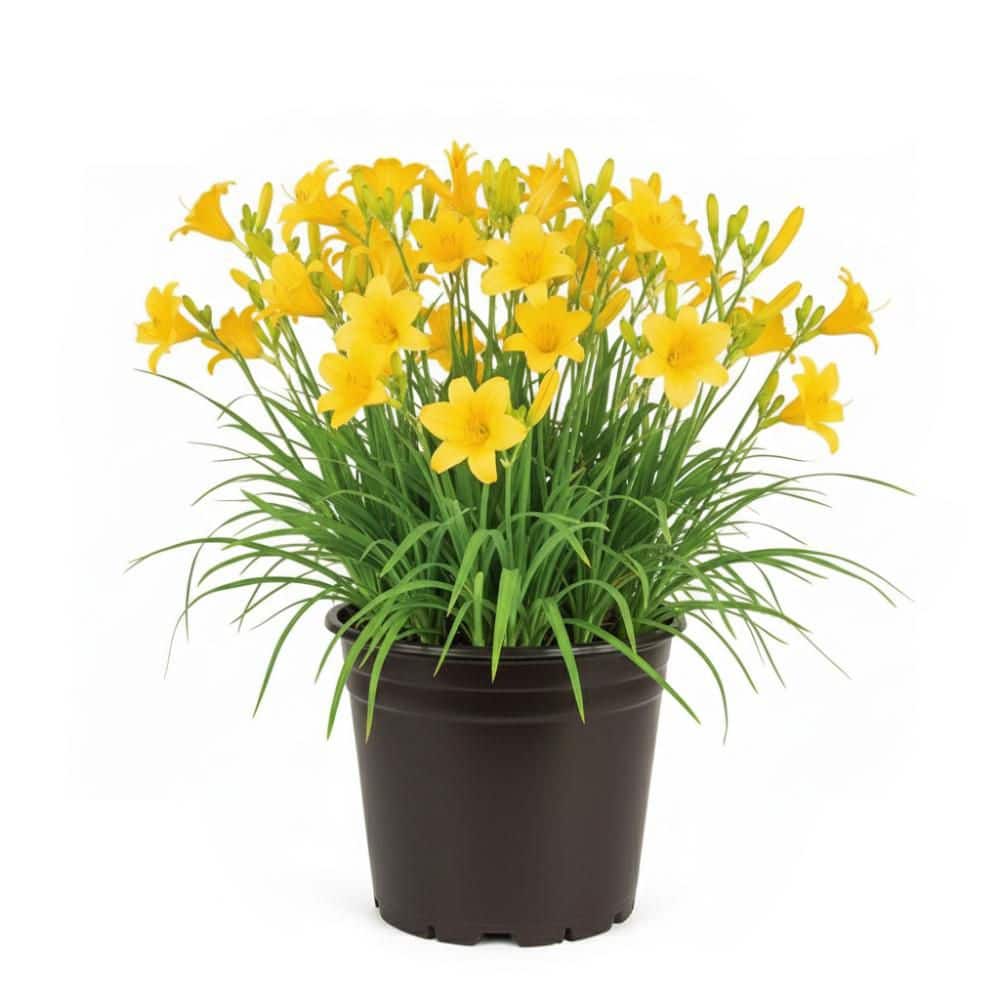 bell-nursery-perennials-