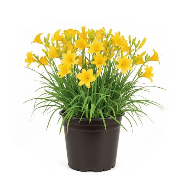 Fragrant Florals Bundle: 2 Gal.Yellow Daylily, 1 Gal. Pink Knock