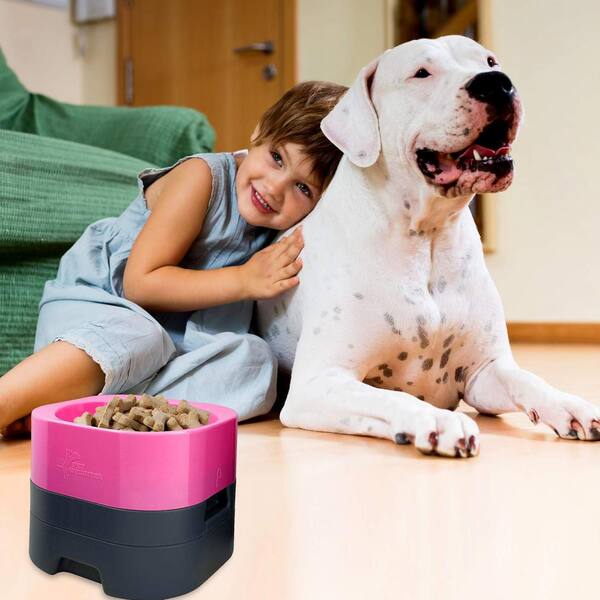 Is It Better To Elevate Dogs Food