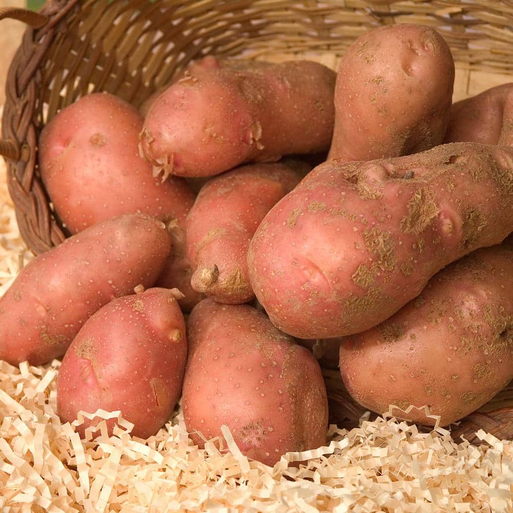 UPC 192665025488 product image for 1 lb. Bag, French Fingerling Dormant Vegetable Seed Potatoes | upcitemdb.com