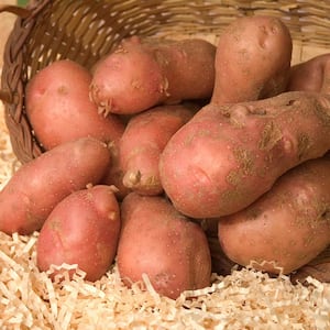 Seed Potato French Fingerling (1 lbs. Pack)