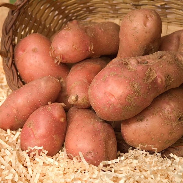 Gurney's 1 lb. Bag, French Fingerling Dormant Vegetable Seed Potatoes