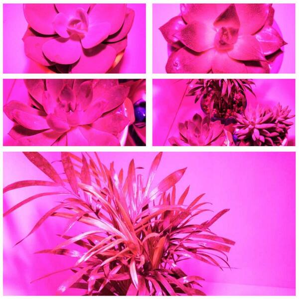 E27 5-18 LED Full Spectrum Grow Light Bulb Garden Plants Hydroponic Growing Lamp 