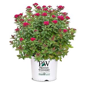 2 Gal. Double Play Doozie Spirea with Red to Purple Flowers