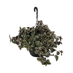 1.8 Gal. Tradescantia Plant in 11 in. Hanging Basket