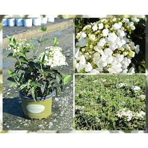 3 Gal. Chinese Snowball Shrub Viburnum, Lime Green to White, Large, Showy Popcorn Ball Flowers, Live Plant, Deciduous