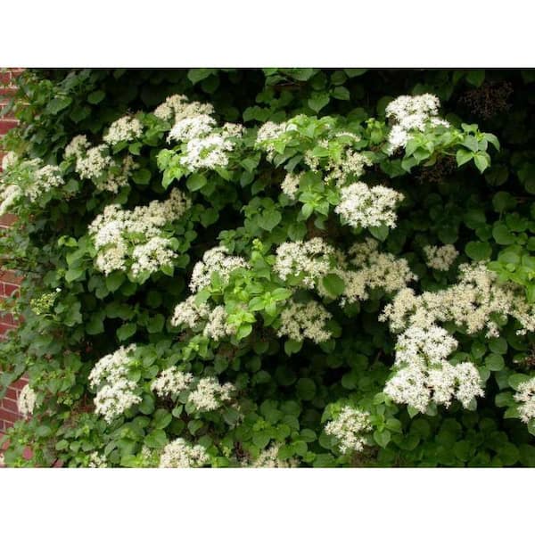 2 Gal. White Climbing Hydrangea (Hydrangea Petiolaris) Live Flowering Shrub with Fragrant White Flowers
