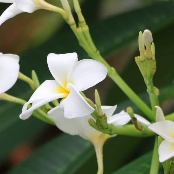 plumeria ページ IMG-0305_1024x1024.heic?v=
