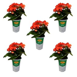 1 qt. Begonia Amstel Carneval x hiemalis Annual Plant with Orange and Yellow Flowers (5-Pack)