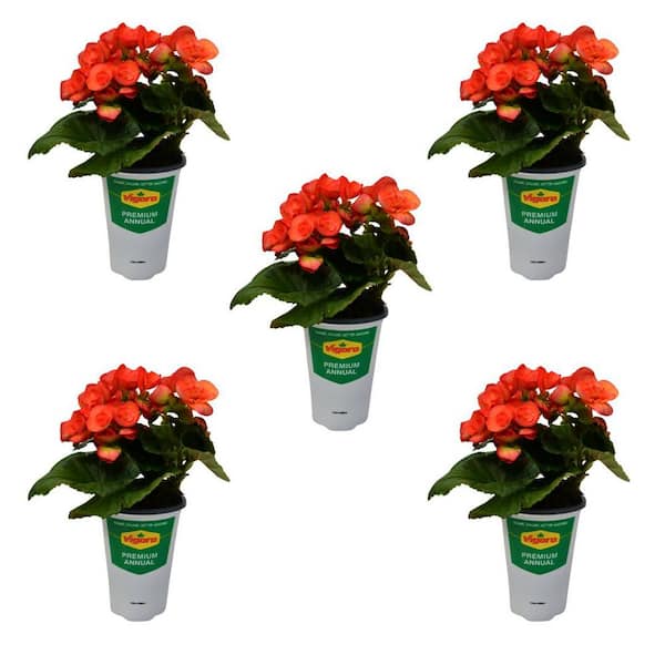 Vigoro 1 qt. Begonia Amstel Carneval x hiemalis Annual Plant with Orange and Yellow Flowers (5-Pack)