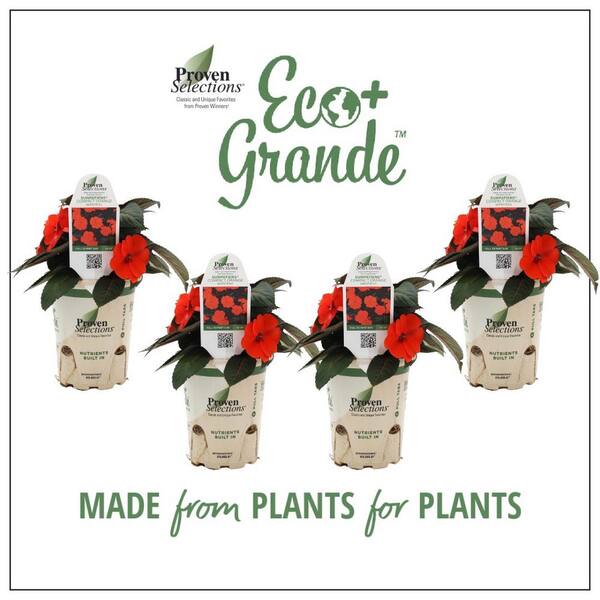 SunPatiens 4.25 in. Eco+Grande Compact Orange SunPatiens Impatiens Outdoor Annual Live Plant with Orange Flowers (4-Pack)