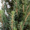 flowerwood-ornamental-trees-4713q-4f.3