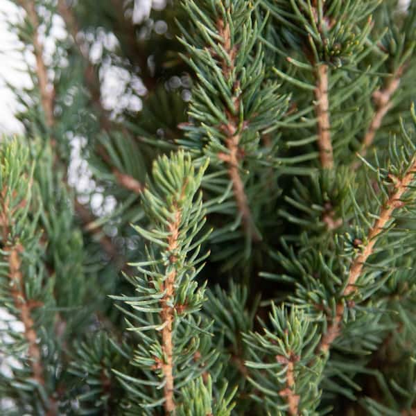 Dwarf Alberta Spruce - Evergreen Shrub/Pyramidal Tree - 2.5 Qt Dwarf Alberta Spruce - Evergreen Shrub/Pyramidal Tree - 2.5 Qt