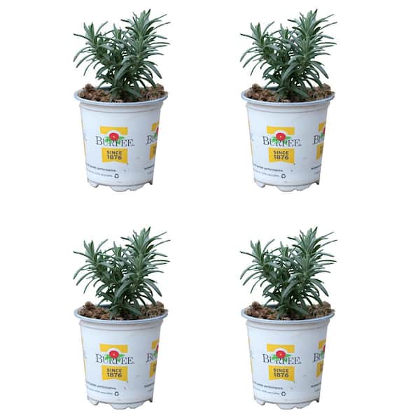 1.0 pt Burpee Herb Rosemary Plant (4-Pack)