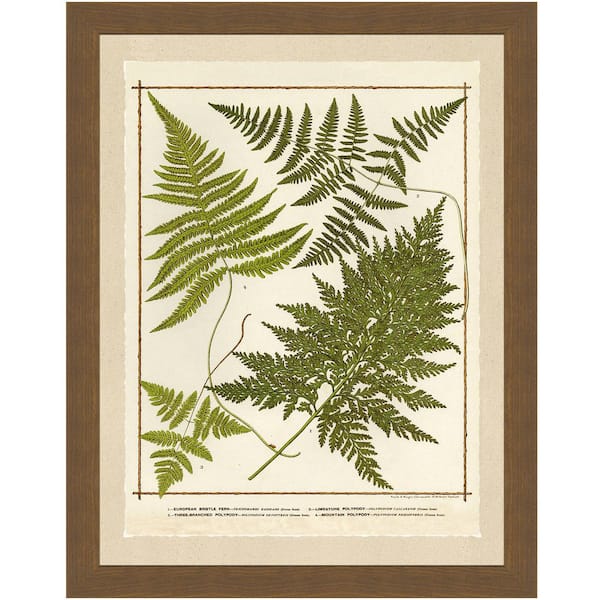 Vintage Print Gallery 20 in. x 24 in."Ferns II" Full Size Framed Archival Paper Wall Art