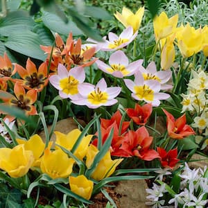 Tulips Bulbs Little Treasures Collection (Set of 50)