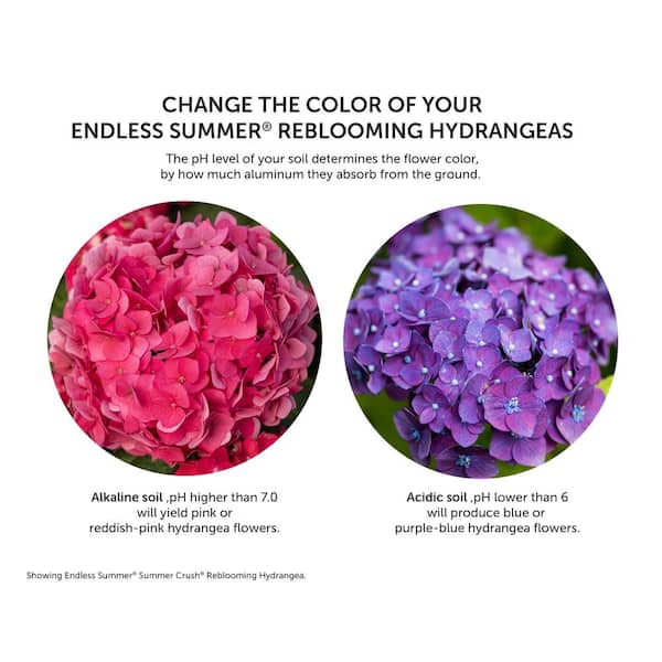 Endless Summer 1 Gal. The Original Reblooming Hydrangea Flowering Shrub  with Pink or Blue Flowers 26291 - The Home Depot