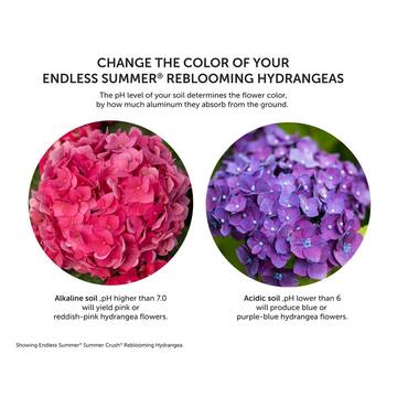 2 Gal. The Original Reblooming Hydrangea Flowering Shrub with Pink or Blue Flowers