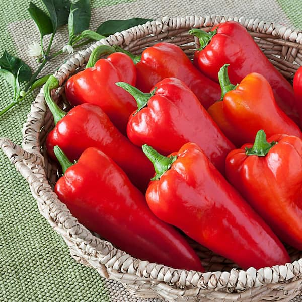 Red Bell Pepper (2 Pack)