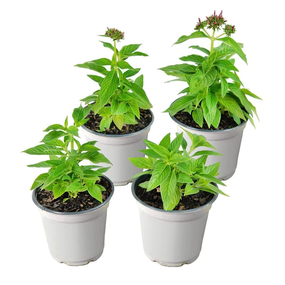 4 in. Pentas Star Bright Mix Pink-Red-Lavender Pentas Plant (8-Pack) price history on PriceWatchPro