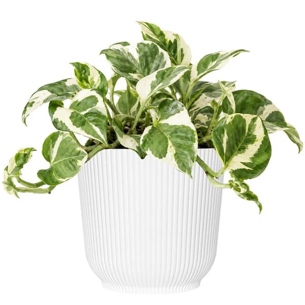 6 in. N'Joy Pothos Live Indoor Plant in White Decor Pot