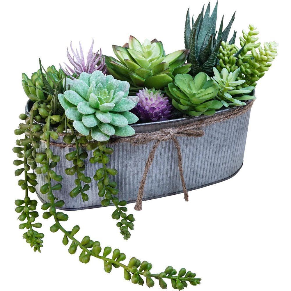 hoya heart succulent Hoya Heart Plant – Hey Rooted