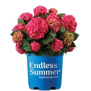 2 Gal . Summer Crush Reblooming Hydrangea Flowering Shrub with Raspberry Red Mophead Blooms