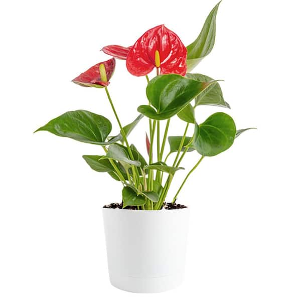 Costa Farms Blooming Anthurium Indoor Plant in 4 in. White Decor Pot, Avg. Shipping Height 1-2 ft. Tall