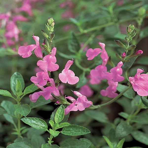 ALTMAN PLANTS 2.5 Qt. #1 Pink Sage Plant