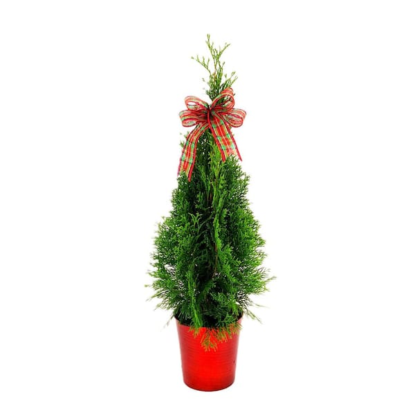 Unbranded 7 in. Holiday Emerald Green Arborvitae Live Shrub in Bright Red Pot with Holiday Bow