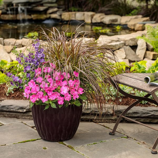 Proven Winners 7 in. Royale Proven Selections SunPatiens Compact