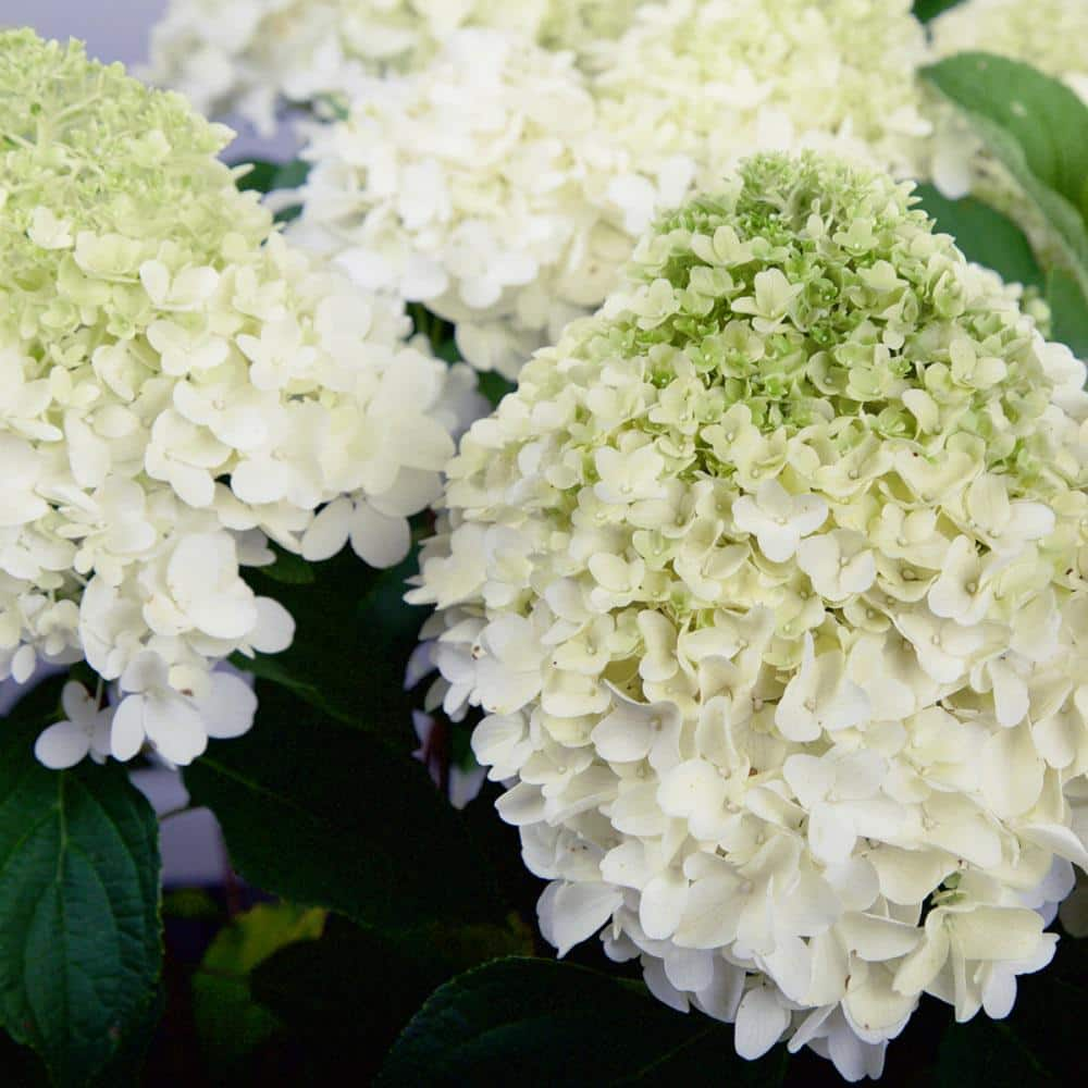 SOUTHERN LIVING 7 Gal. White Wedding Hydrangea Shrub with White Conical ...