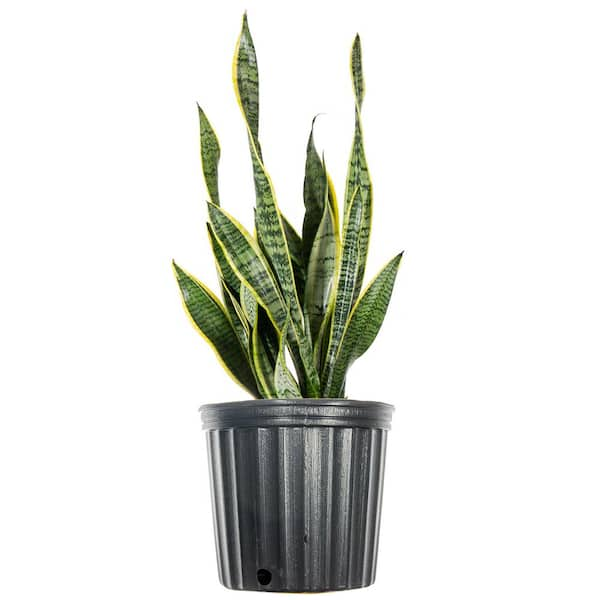 Snake Plant - Artificial Plants - Home Decor - The Home Depot