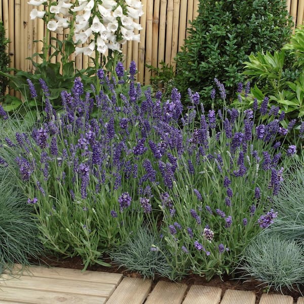 national PLANT NETWORK 3.25 in. Lavender Super Blue Plant (6-Pack) HD1577A  - The Home Depot