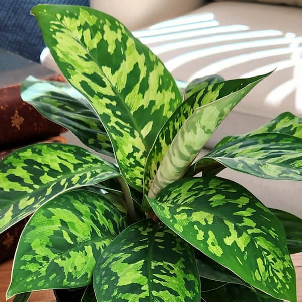ALTMAN PLANTS Homalomena Camouflage Live Indoor Tropical