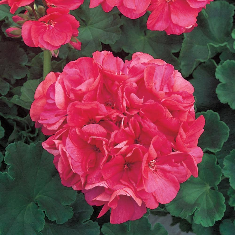 4 In Rose And Salmon Geranium Seed 9556 The Home Depot