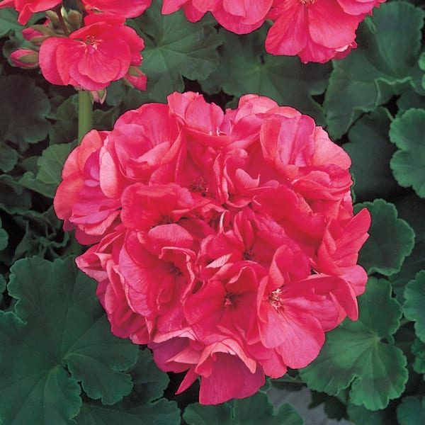 Unbranded 4 in. Rose and Salmon Geranium Seed
