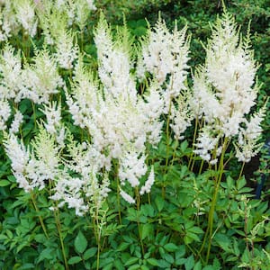 White Flowers White Glory Astilbe Live Bareroot Plant (10-Pack)