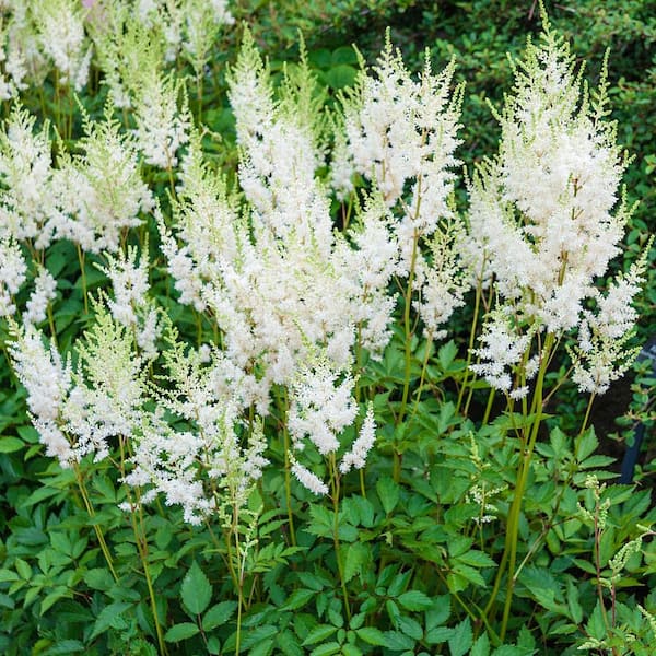 Spring Hill Nurseries 1 Gal. Pot, Diamond Astilbe White Flowering Perennial Plant (1-Pack)