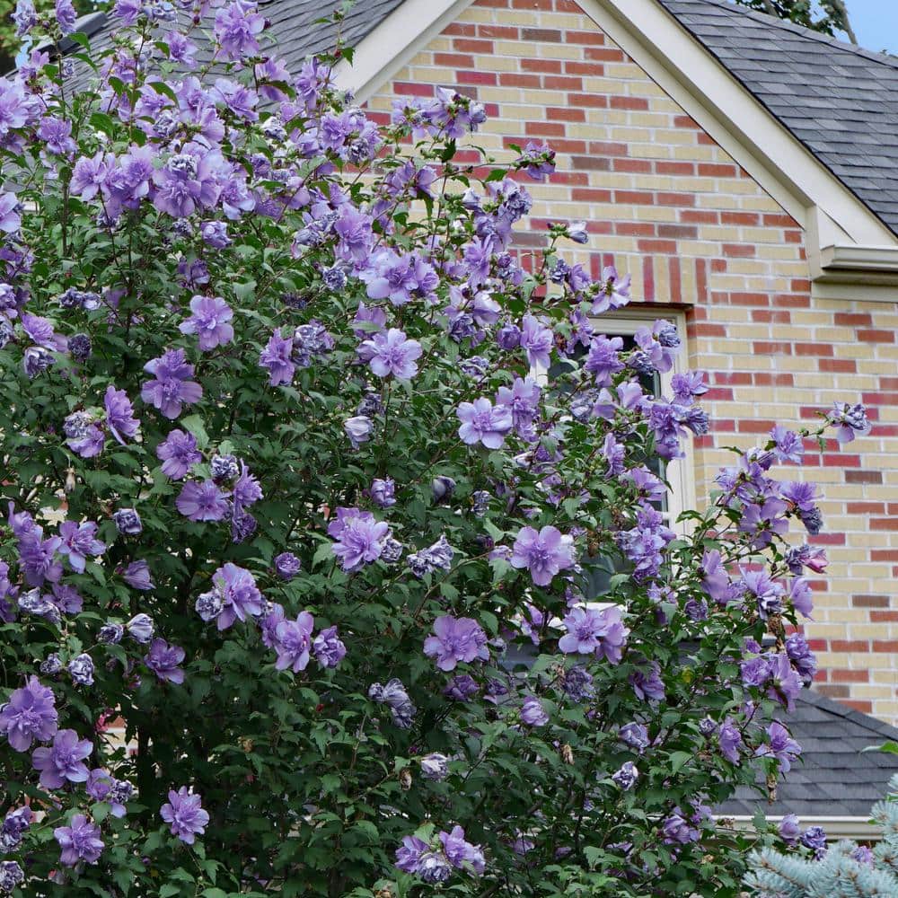 Lavender Blueberry Smoothie Hibiscus Flowering Shrub in 2-Gallon Pot