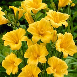 Yellow Daylily Re-Blooming Stella de'Oro Roots (5-Pack)
