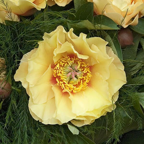 VAN ZYVERDEN Itoh Peony Garden Treasure Set of 1 Root 84542 VAN ZYVERDEN Itoh Peony Garden Treasure Set of 1 Root 84542