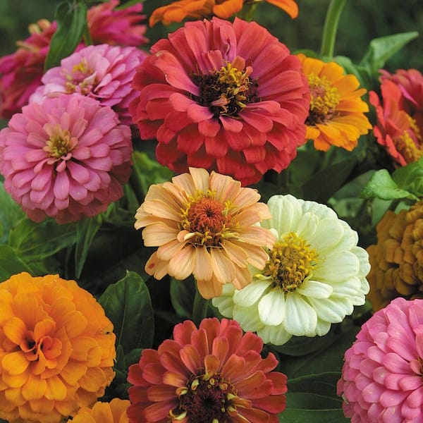 Seeds of Change Organic Cut and Come Again Zinnia Seeds