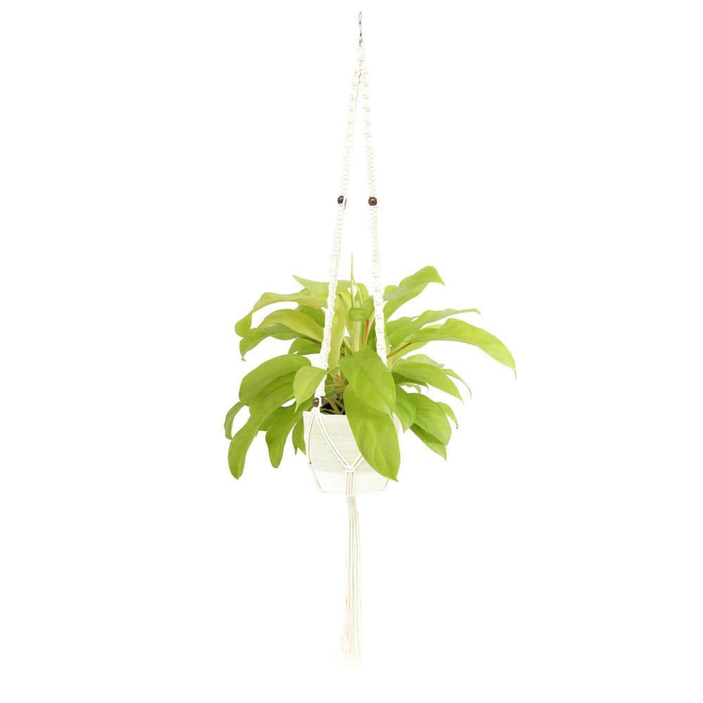 Costa Farms Golden Goddess Philodendron Indoor Plant in 6 in. Ceramic ...
