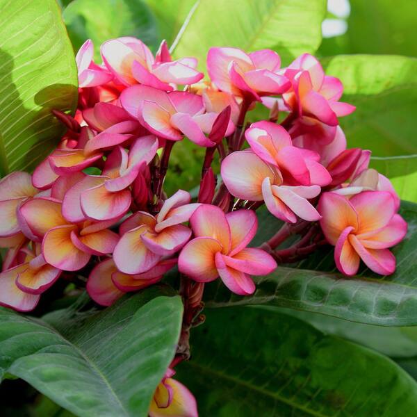 national PLANT NETWORK 1 gal. Plumeria Purple Shell Plant with