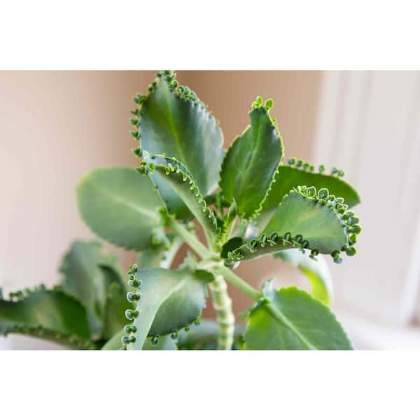 Wekiva Foliage Kalanchoe Mother of Thousands-Live Plant in a 2 in. Pot-Kalanchoe Daigremontiana-Cacti Succulent Houseplant