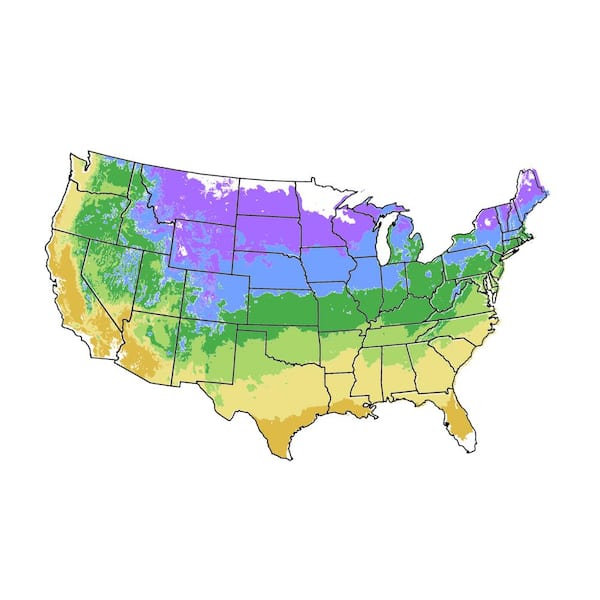 Unbranded Eastern Redbud Pink Flowering Ornamental Tree REDBUD05G