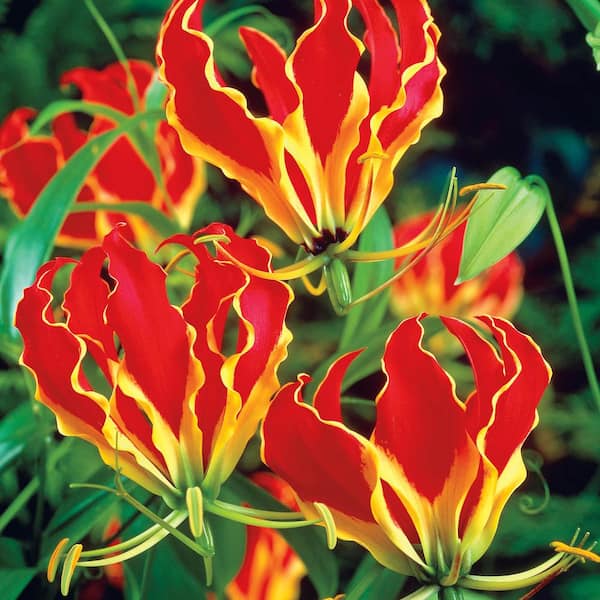 Breck's Gloriosa Lily Bulbs, Orange Colored Flowers (2-Pack)